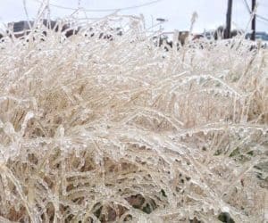 Frozen grass, winter storm power outage
