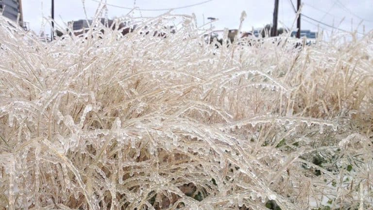 Frozen grass, winter storm power outage