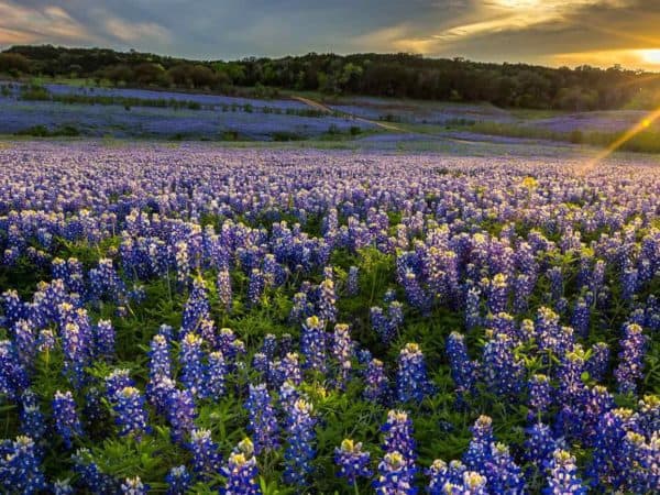 Field of Bluebonnet flowers