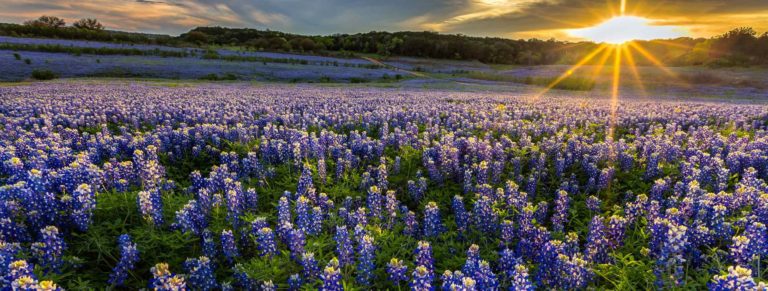 Landscape full of Bluebonnets during sunset