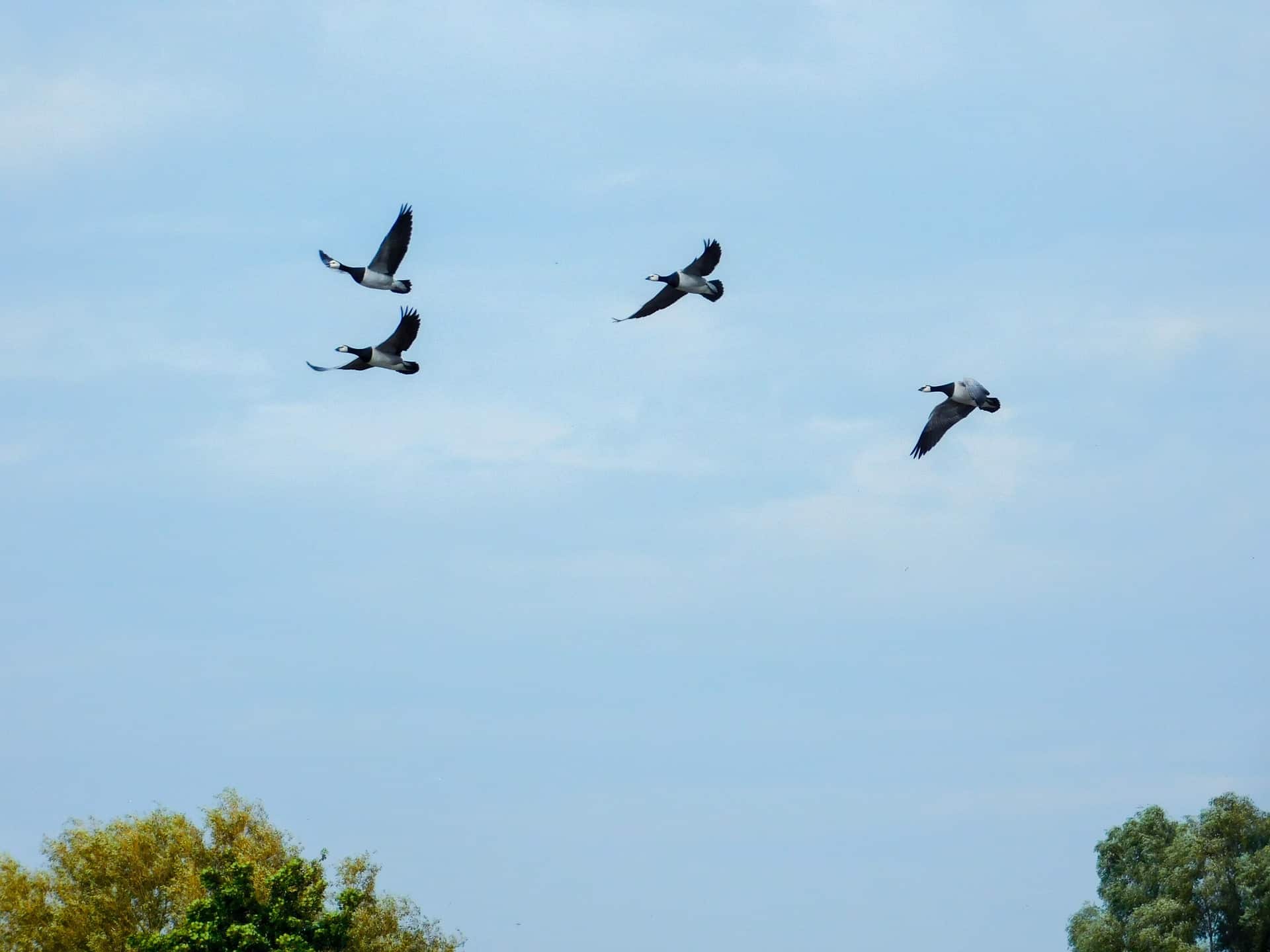 Why Birds Fly Together & Why Is Flocking Important? - Bird Buddy Blog