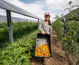 Woman standing between crop rows on a farm holding a container of harvested heirloom tomatoes with solar panel arrays installed above the rows