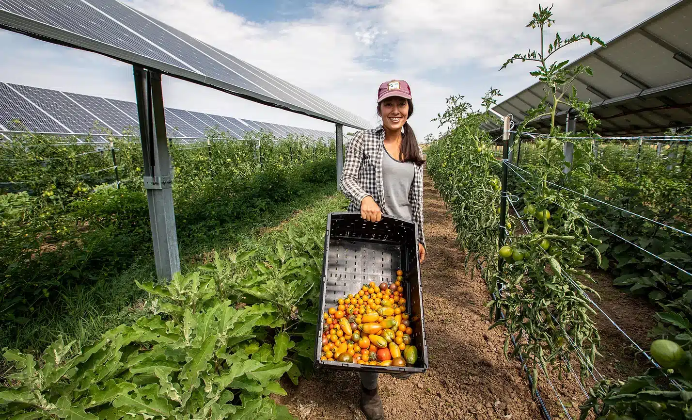 Woman standing between crop rows on a farm holding a container of harvested heirloom tomatoes with solar panel arrays installed above the rows