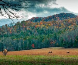 Landscape view of a elk grazing a field in North Carolina with a forest full of trees covering a mountain-like bluff in the background