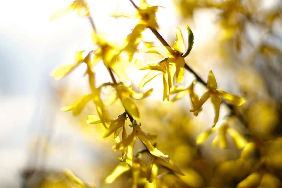 Close up photo of lighting shinning between plants with yellow leaves.