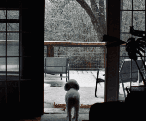dog at snowy house