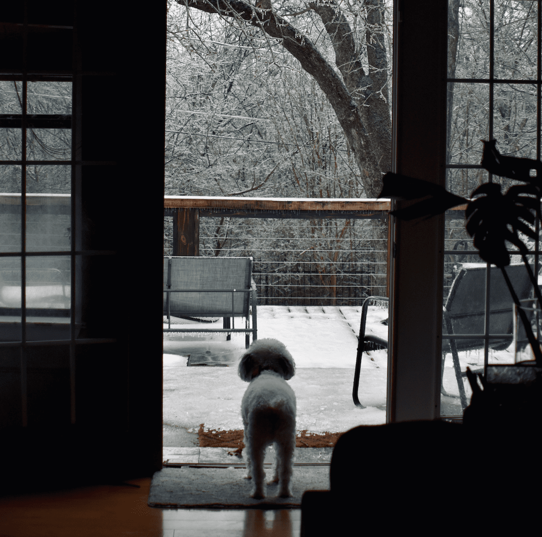 dog at snowy house