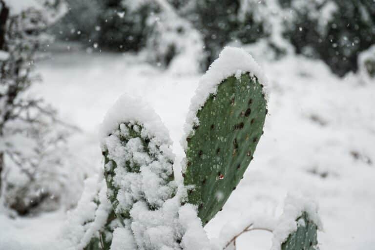 Image of a cactus covered in snow.