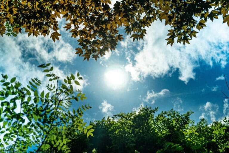 Worm's-eye view of the sky with with the sun and clouds pictured, and tree canopy leaves lining the top and bottom borders of the image.